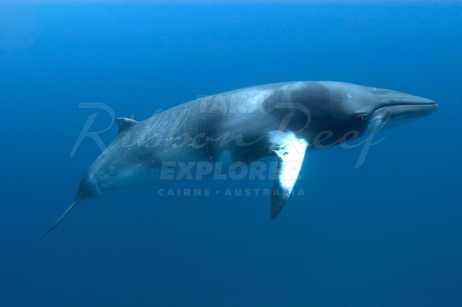 A dwarf minke whale in open blue water