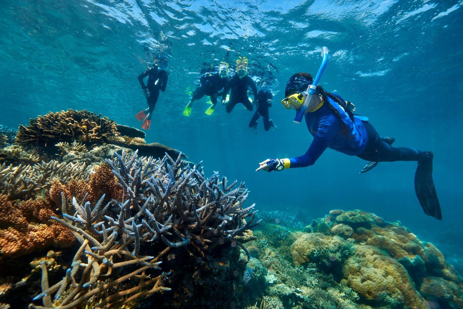 Snorkellers on a coral reef