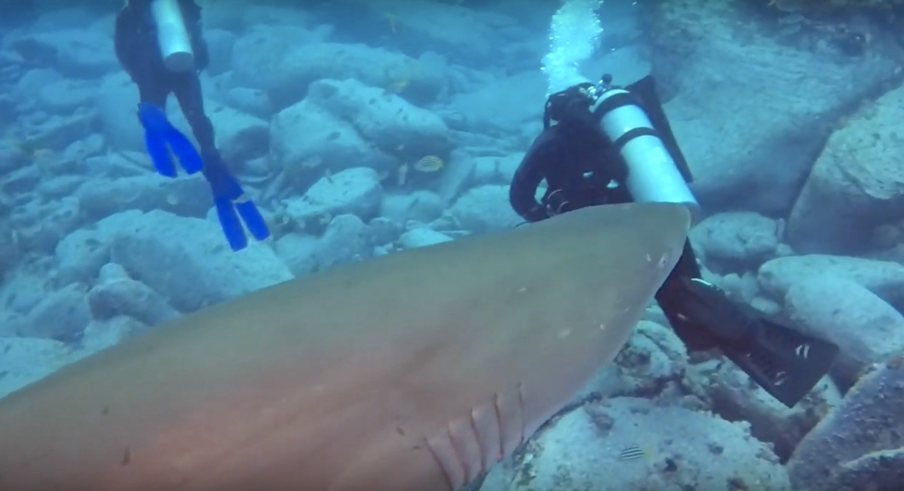 A diver passing a grey nurse shark on a Sydney reef