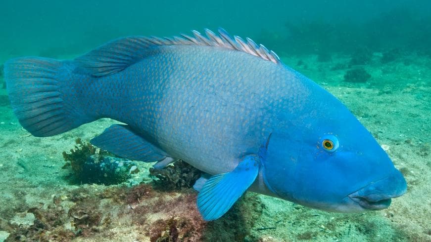 Blue Grouper, one of the many species of marine life located in Bare Island