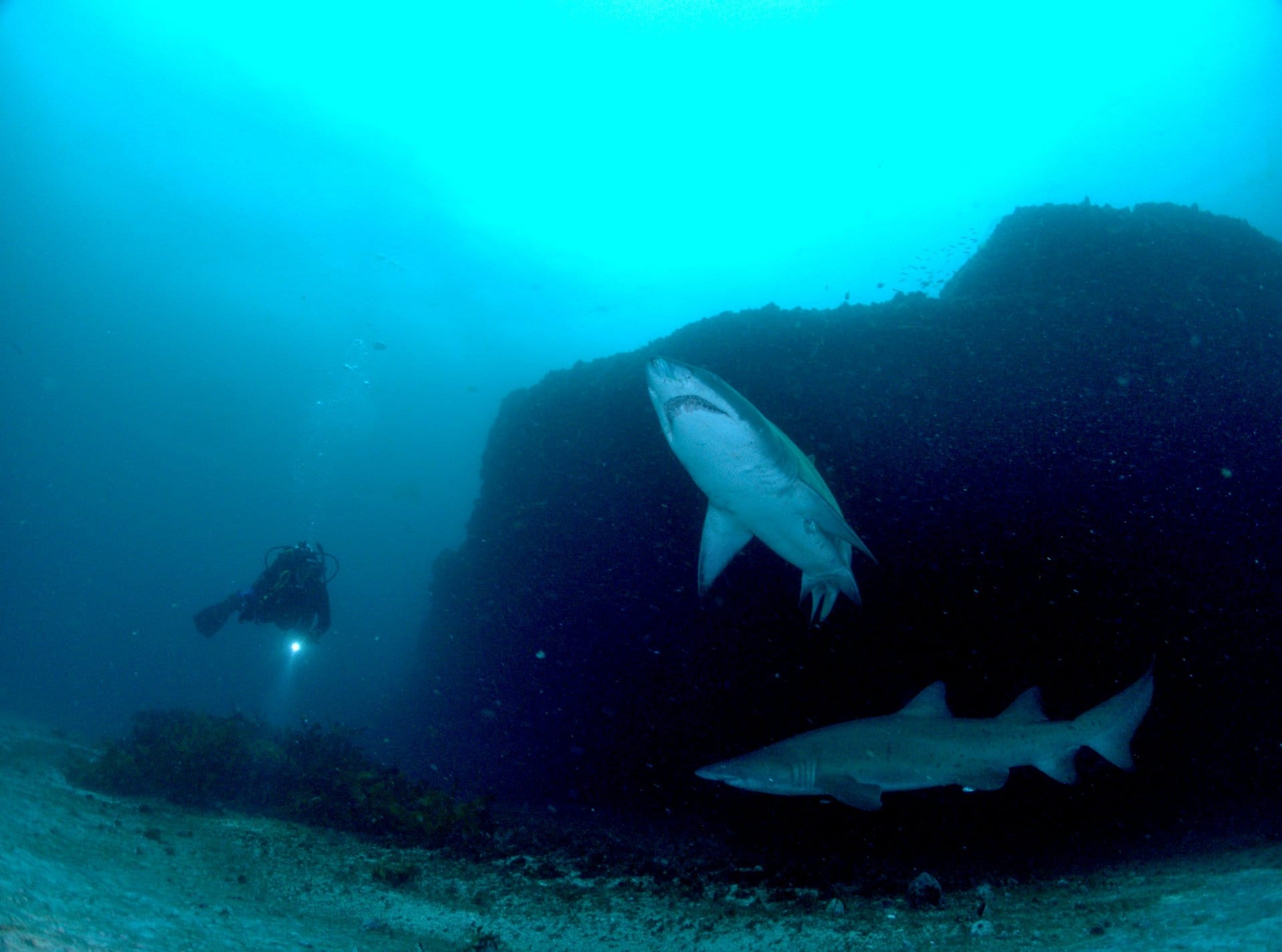 A grey nurse shark cruising over a Sydney reef