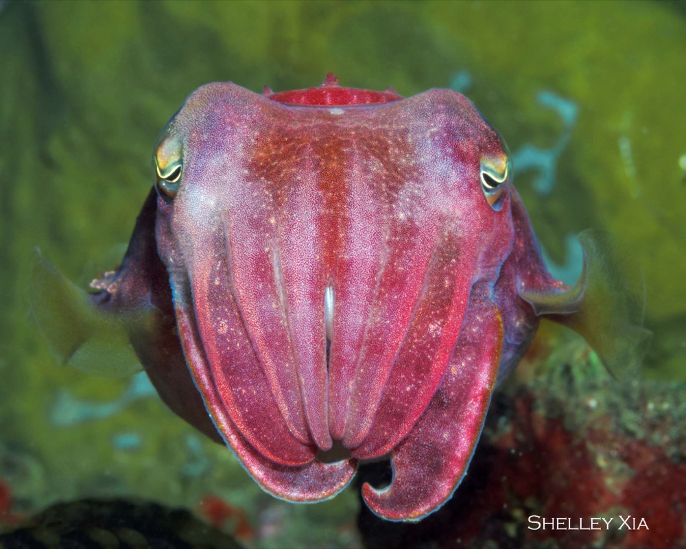 Giant cuttlefish
