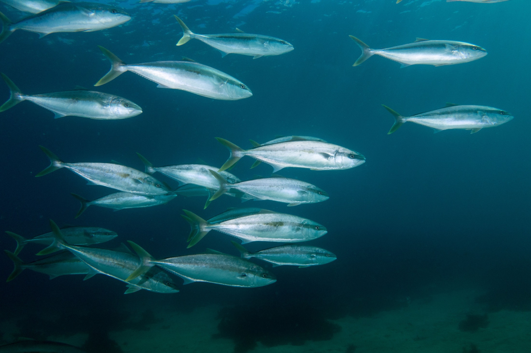 A school of fish in open blue water