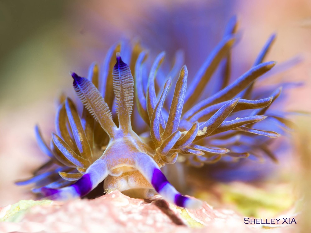 Nudibranchs