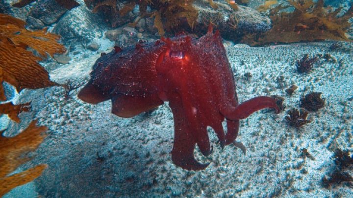 Cuttlefish. Pic: Jayne Jenkins