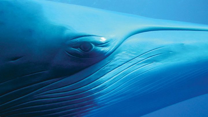A dwarf minke whale on the outer reef