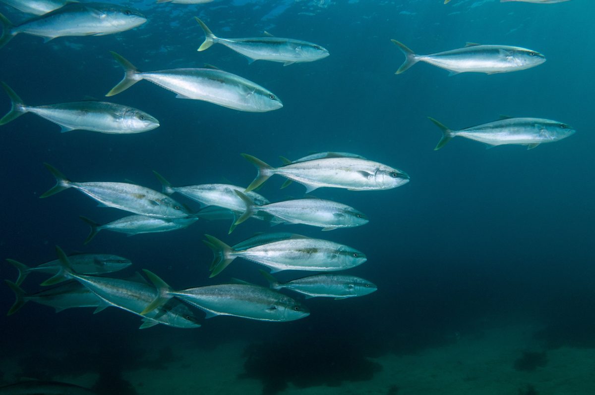 A school of yellowtail kingfish in open water