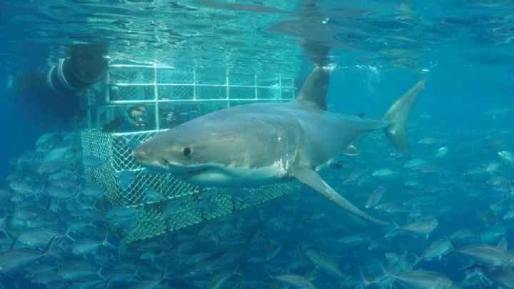 Great white shark