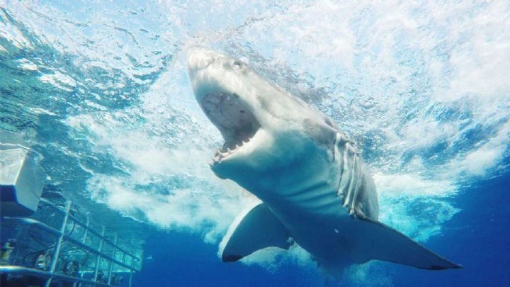 A great white shark off Port Lincoln