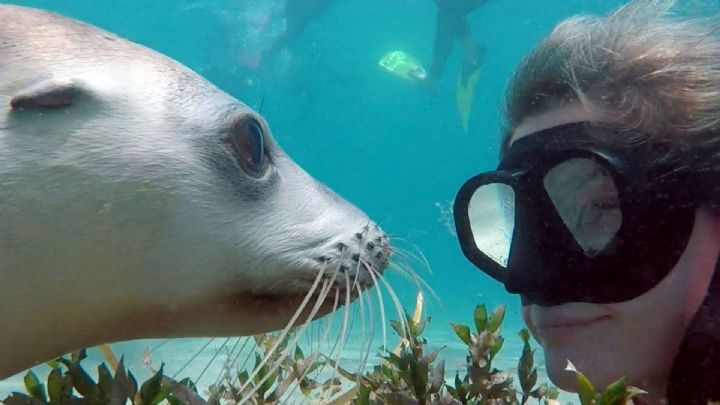 Australian sea lion