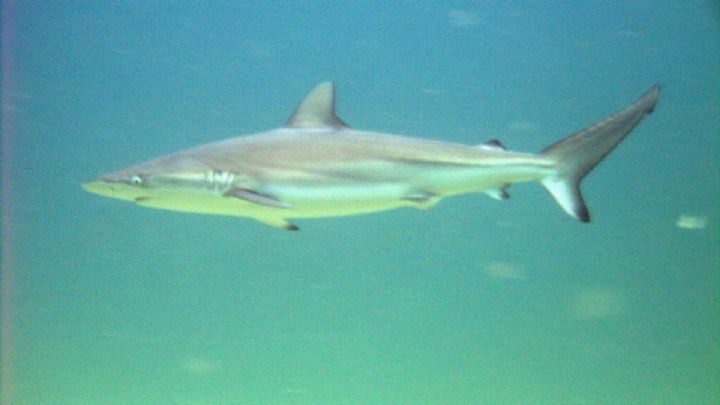Dusky whaler