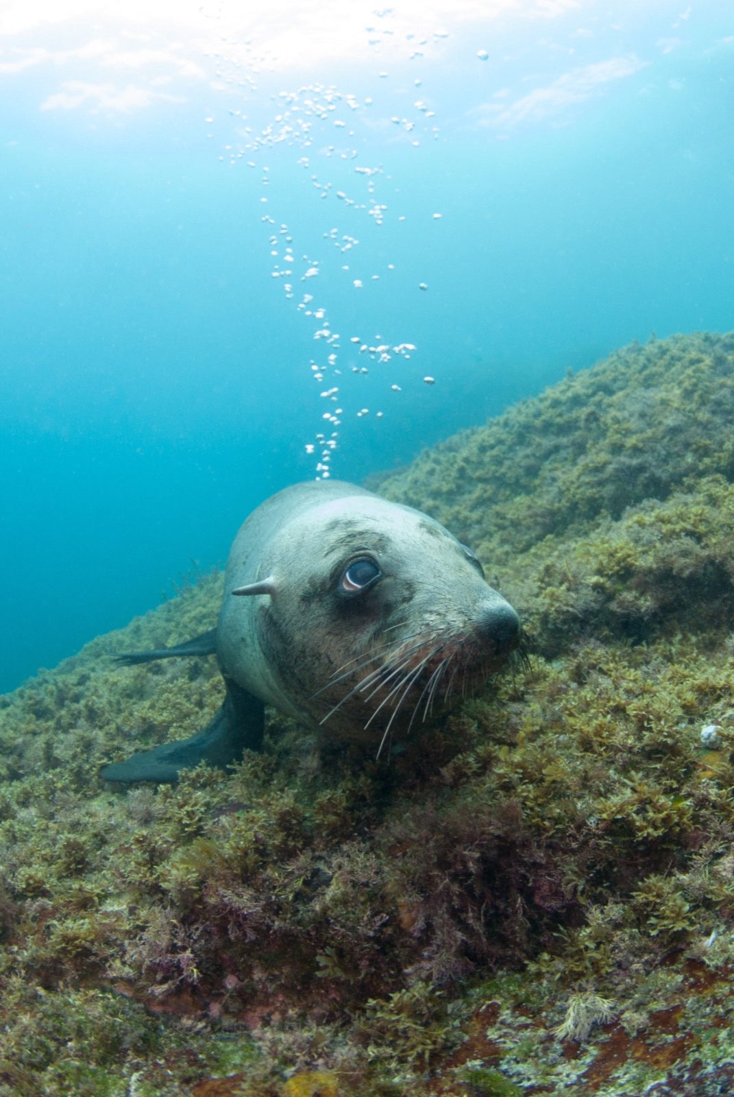 An Australian sea lion underwater
