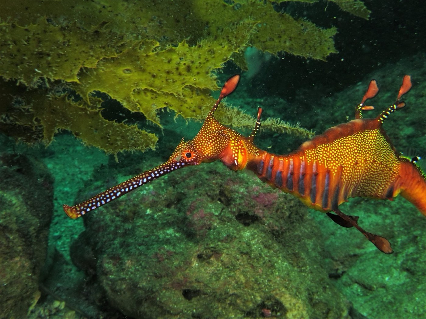 A weedy seadragon on a Sydney reef