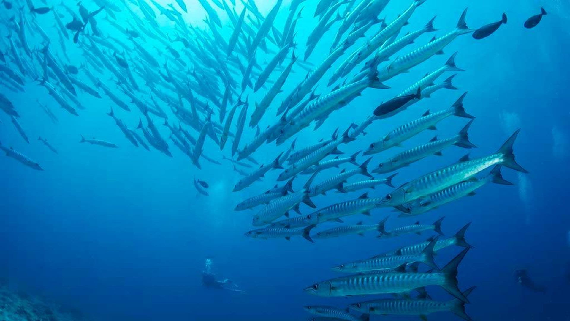 A diver beneath a school of barracuda in blue water, Palau